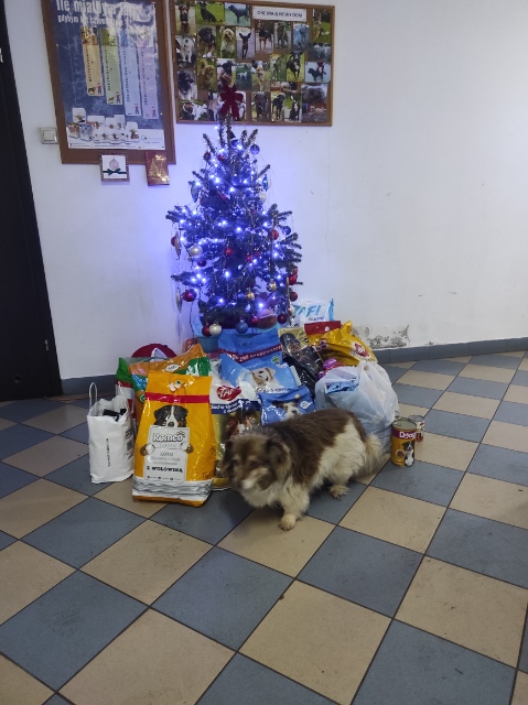 Pomogli psiakom ze schroniska  