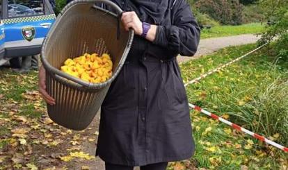 Żółte kaczuszki trzymane przez kobietę