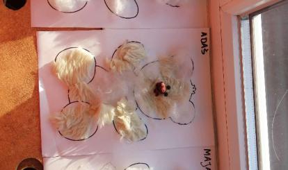 Misie w wykonaniu Motylków