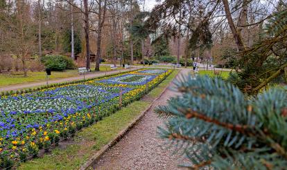 Gmina Połczyn-Zdrój wykonała pierwsze wiosenne nasadzenie dywanu kwiatowego w Parku -Zdrojowym