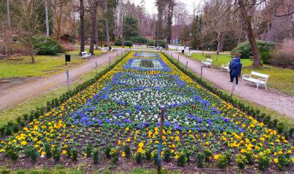 Gmina Połczyn-Zdrój wykonała pierwsze wiosenne nasadzenie dywanu kwiatowego w Parku -Zdrojowym