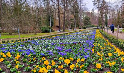 Gmina Połczyn-Zdrój wykonała pierwsze wiosenne nasadzenie dywanu kwiatowego w Parku -Zdrojowym