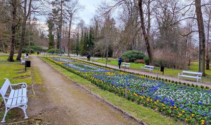 Gmina Połczyn-Zdrój wykonała pierwsze wiosenne nasadzenie dywanu kwiatowego w Parku -Zdrojowym