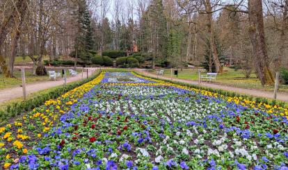 Gmina Połczyn-Zdrój wykonała pierwsze wiosenne nasadzenie dywanu kwiatowego w Parku -Zdrojowym