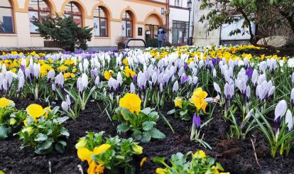 Wiosna fot. Marcin Catewicz