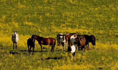 Swobodnie pasące się konie w Szwajcarii Połczyńskiej fot. Andrzej Świrko