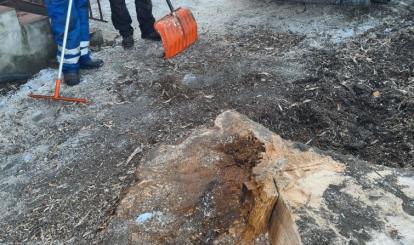 Drzewo było spróchniałe wewnątrz i stanowiło zagrożenie