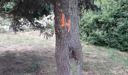 Nasadzenia Plac Tysiąclecia