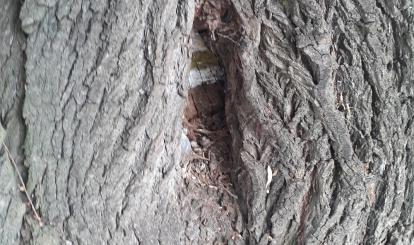 Nasadzenia Plac Tysiąclecia