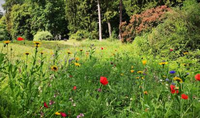 Tęczowa łąka kwietna już zakwitła