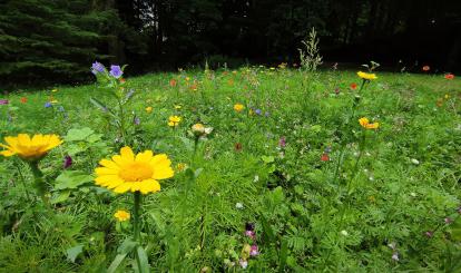Tęczowa łąka kwietna już zakwitła