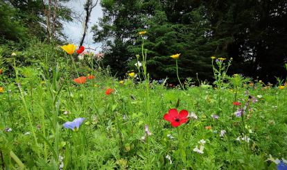 Tęczowa łąka kwietna już zakwitła