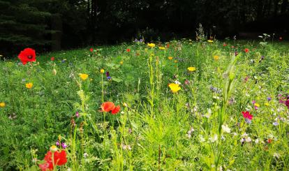 Tęczowa łąka kwietna już zakwitła