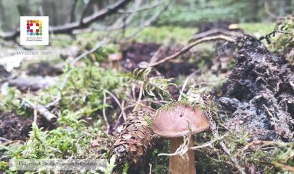 Podgrzybek z lasów Szwajcarii Połczyńskiej