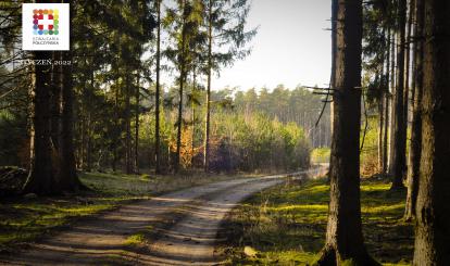 Leśna droga w okolicach miejscowości Zaborze