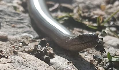 Szwajcaria Połczyńska- fauna