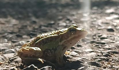 Szwajcaria Połczyńska- fauna