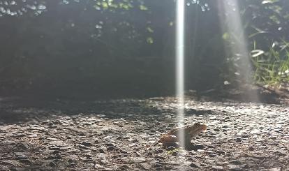 Szwajcaria Połczyńska- fauna