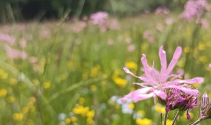 Szwajcaria Połczyńska- flora
