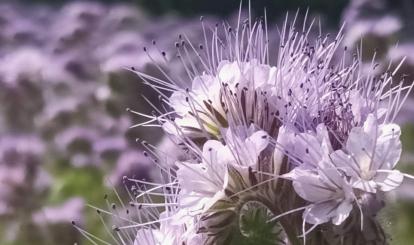 Szwajcaria Połczyńska- flora