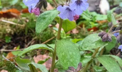 Szwajcaria Połczyńska- flora