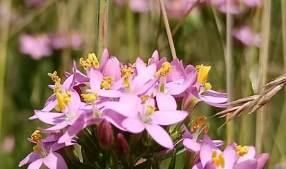 Szwajcaria Połczyńska- flora