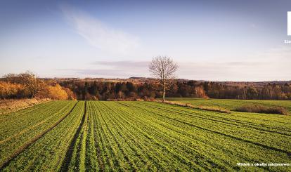 Widok z okolic miejscowości Międzyborze