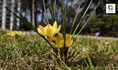 Tapeta Szwajcarii Połczyńskiej-  Kwitnące krokusy w Parku Zdrojowym