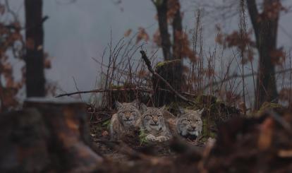 Luchse in Pommersche Schweiz. Fot. Marcin Grzegorzek