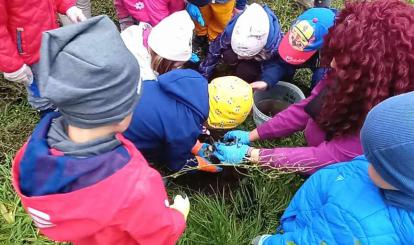 Biedronki sadzą jarzębinę