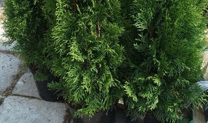 Koło Gospodyń Wiejskich w Tychówku "Serce i Pasja"- realizacja Projektu Społecznik