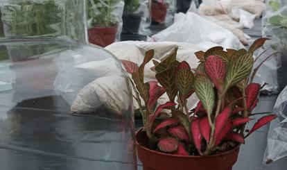 Koło Gospodyń Wiejskich w Tychówku "Serce i Pasja"- realizacja Projektu Społecznik