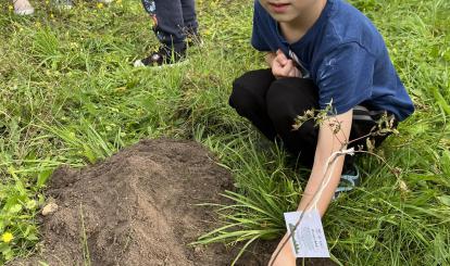 Sadzenie drzewka  w grupie Pszczółki