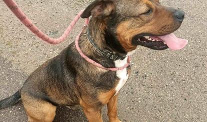 Gonzo- pies do adopcji