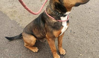 Gonzo- pies do adopcji