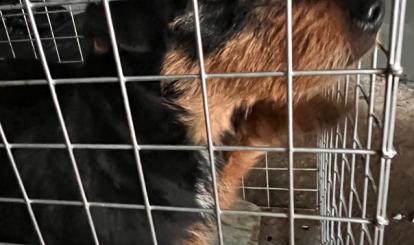  Informacja o odłowieniu psów – Redło