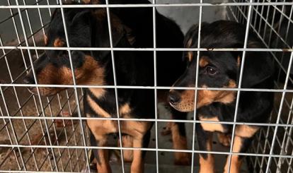  Informacja o odłowieniu psów – Redło