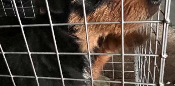  Informacja o odłowieniu psów – Redło