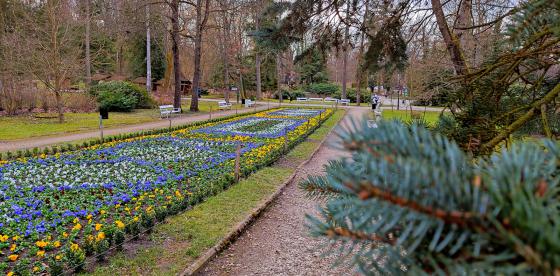 Gmina Połczyn-Zdrój wykonała pierwsze wiosenne nasadzenie dywanu kwiatowego w Parku -Zdrojowym