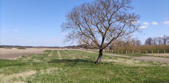 Działka w Wardyniu Górnym