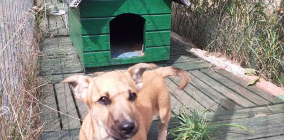 Szczeniak do adopcji