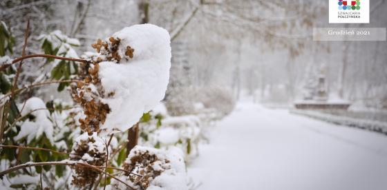 Weź Połczyn na tapetę