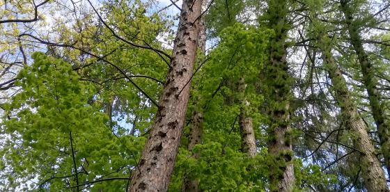Na zdjęciu Posusz przeznaczony do wycinki