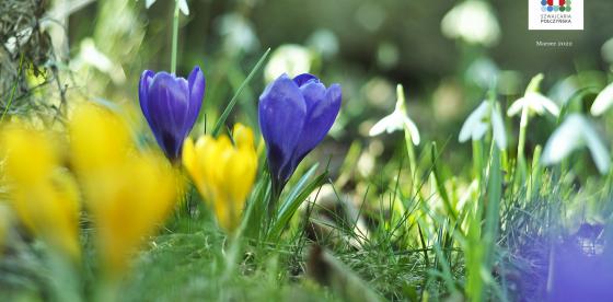 Krokusy w Parku Zdrojowym