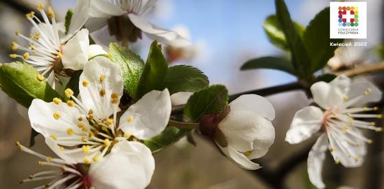 Weź Połczyn na tapetę!