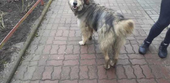 Pies czeka na właściciela