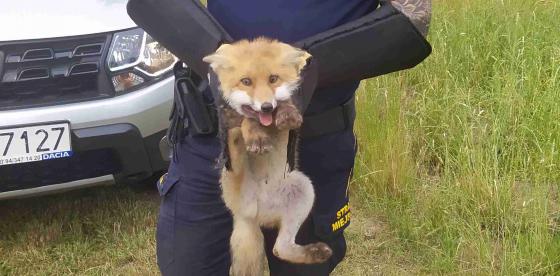 Chodził lis razy kilka…