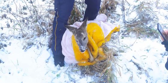 Strażnik Miejski Gminy Połczyn-Zdrój z uratowaną sarną
