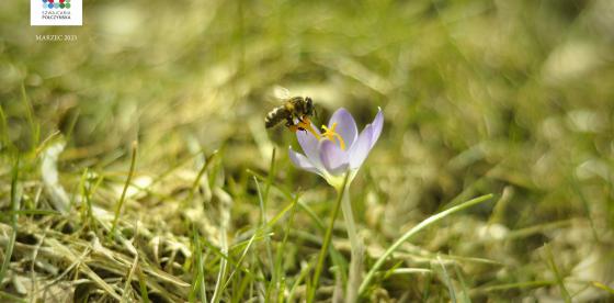Tapeta Szwajcarii Połczyńskiej- Wiosna w Parku Zdrojowym
