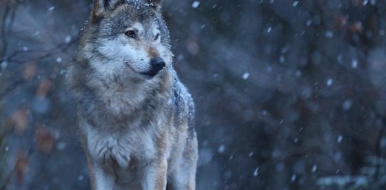 Zdjęcie: Freepik, vladimircech, wilk eurazjatycki w białym zimowym siedlisku